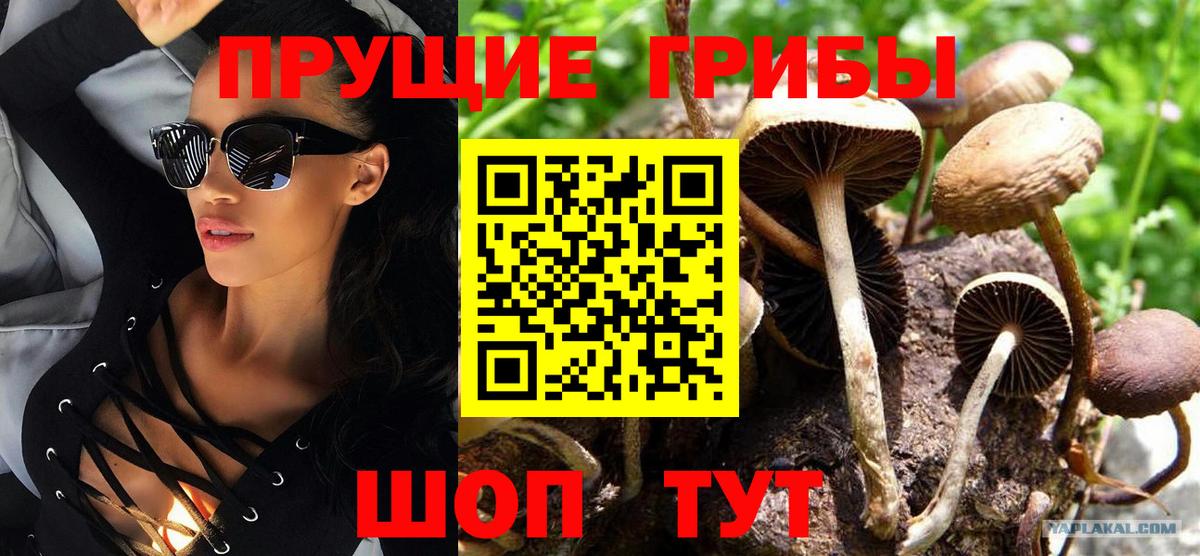 Новошахтинск  купить  цена  Вход с VPN  Галлюциногенные грибы Psilocybine cubensis 