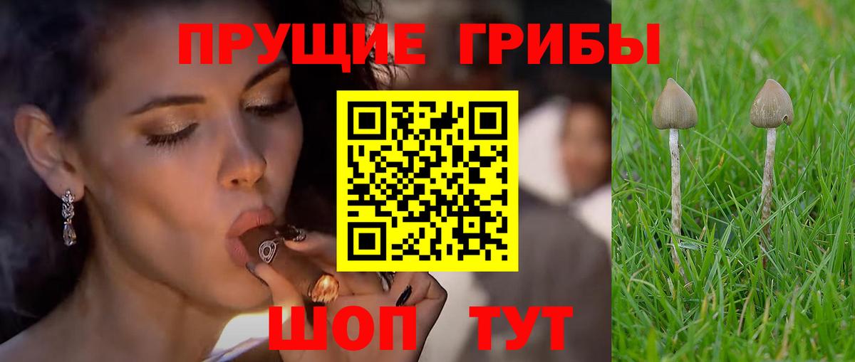 Псилоцибиновые грибы Psilocybine cubensis Новошахтинск